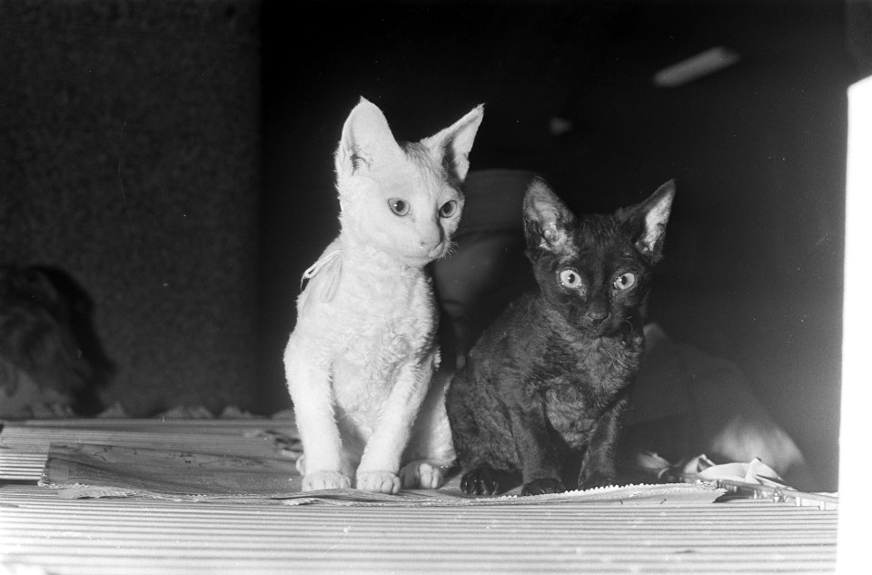 Kattententoonstelling in Koopmansbeurs, twee kleine Rex-katten komen uit Denemar, Bestanddeelnr 920-9177