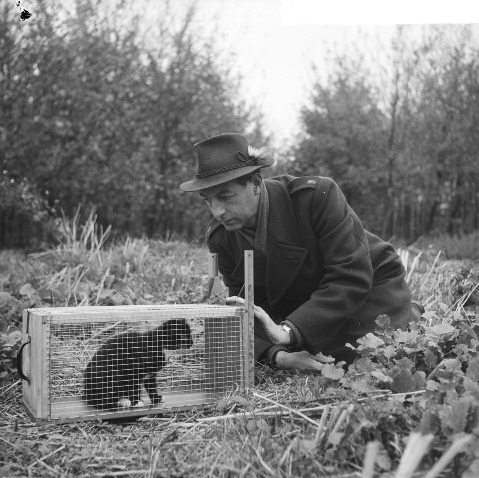Kattenvallen in Amsterdamse bos, boswachter J de Groot bij de val met katje, Bestanddeelnr 914-5053