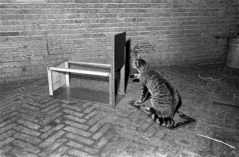 Kattenvallen in verband met heersende hondsdolheid, Bestanddeelnr 914-5057