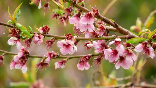 Fruit tree in bloom flowering tree branch with flowers