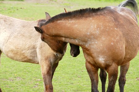 Couple pasture rest