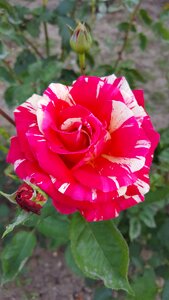 Striped roses rose flower