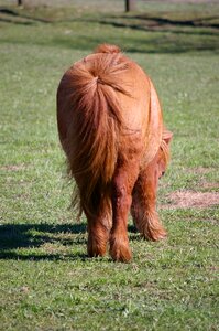 Pony tail vindrufs frayed