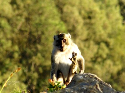 Kelimutu Monkey (198206659) photo