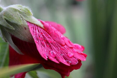 Flower drip blossom photo