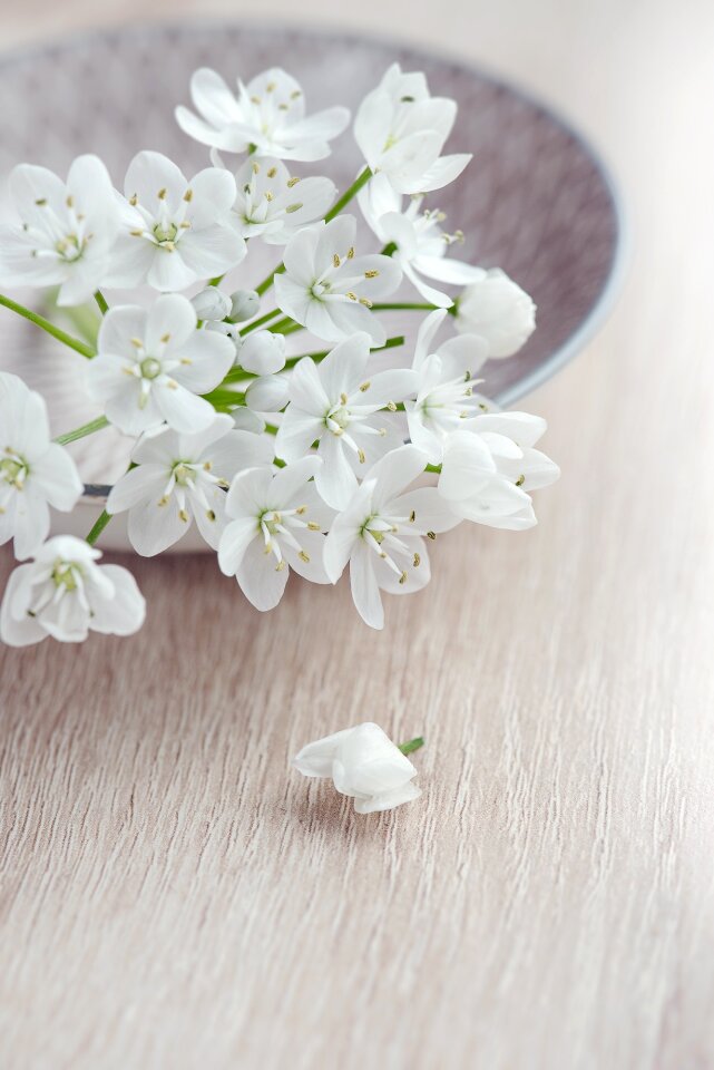 White flowers tender romantic photo