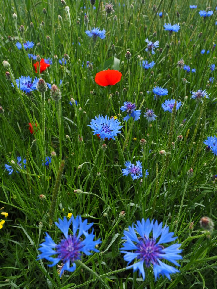 Flowers blue purple