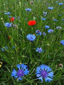 Flowers blue purple