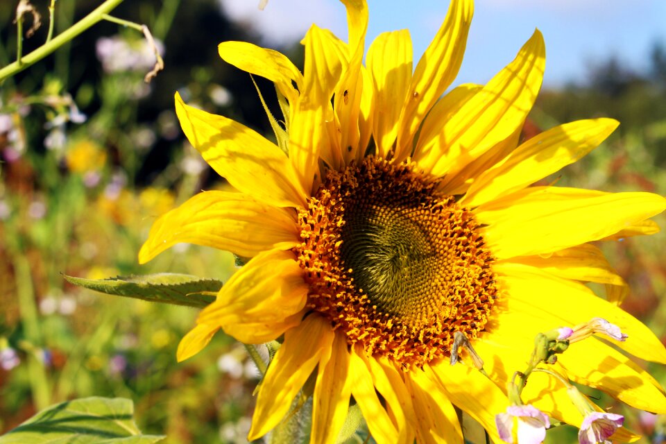 Summer flowers bloom