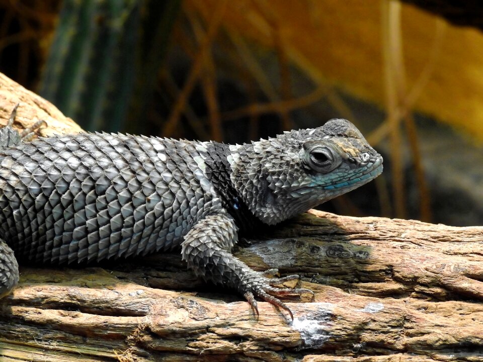 Reptile animal nature