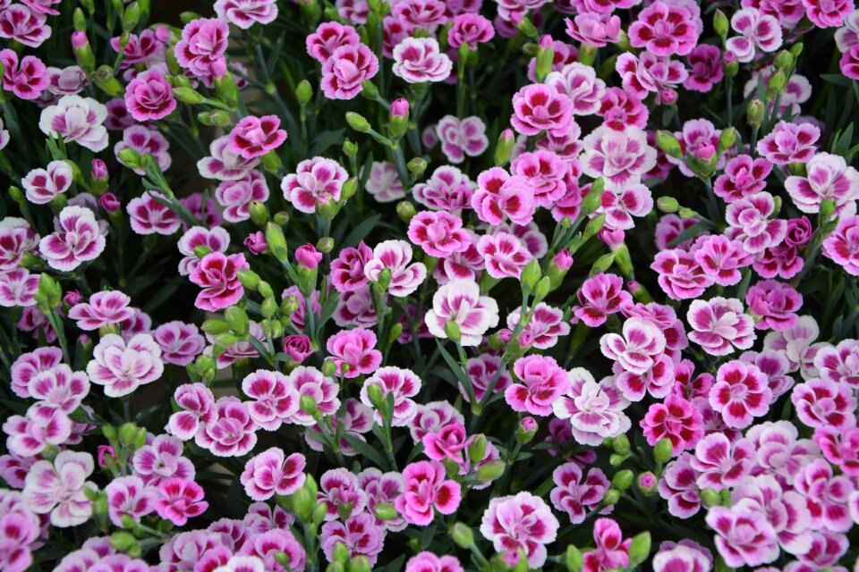 White color pink pink flowers
