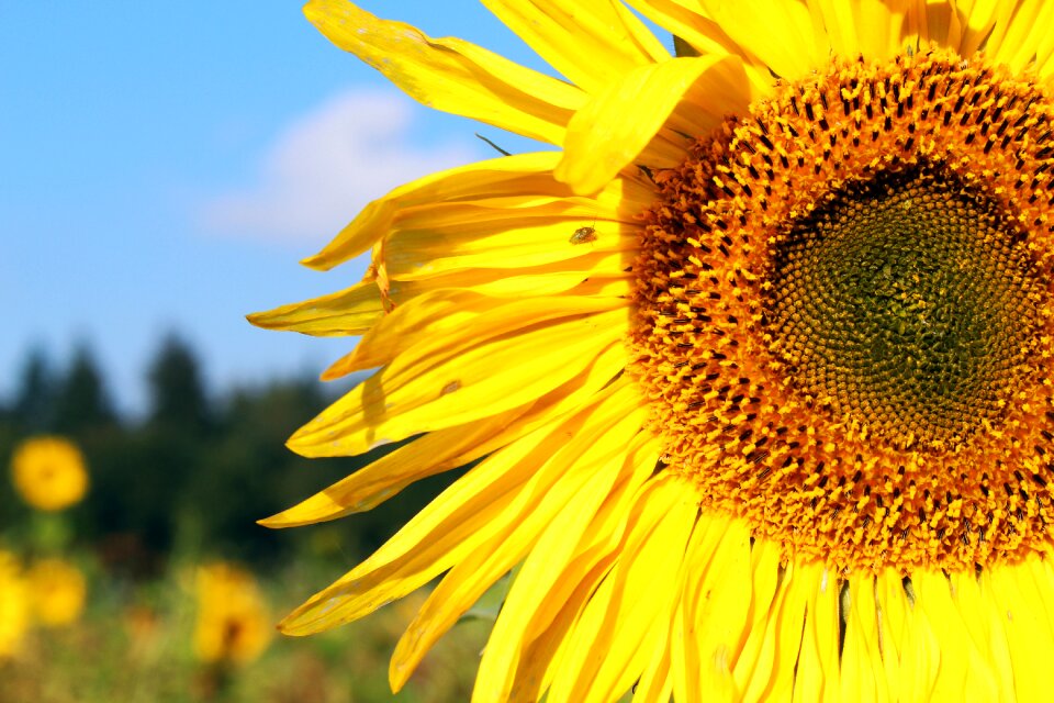 Summer flowers bloom