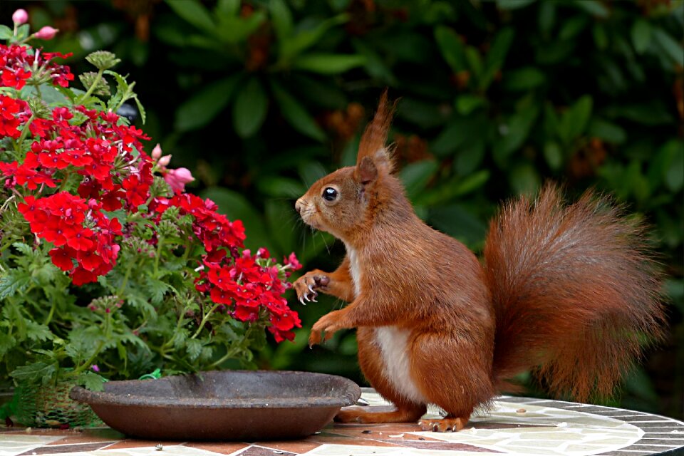 Sciurus vulgaris major foraging garden