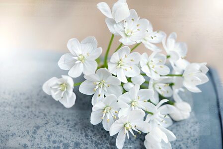 White flowers tender leek flower photo