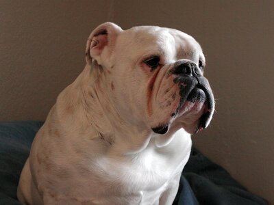 Purebred doggy english bulldog