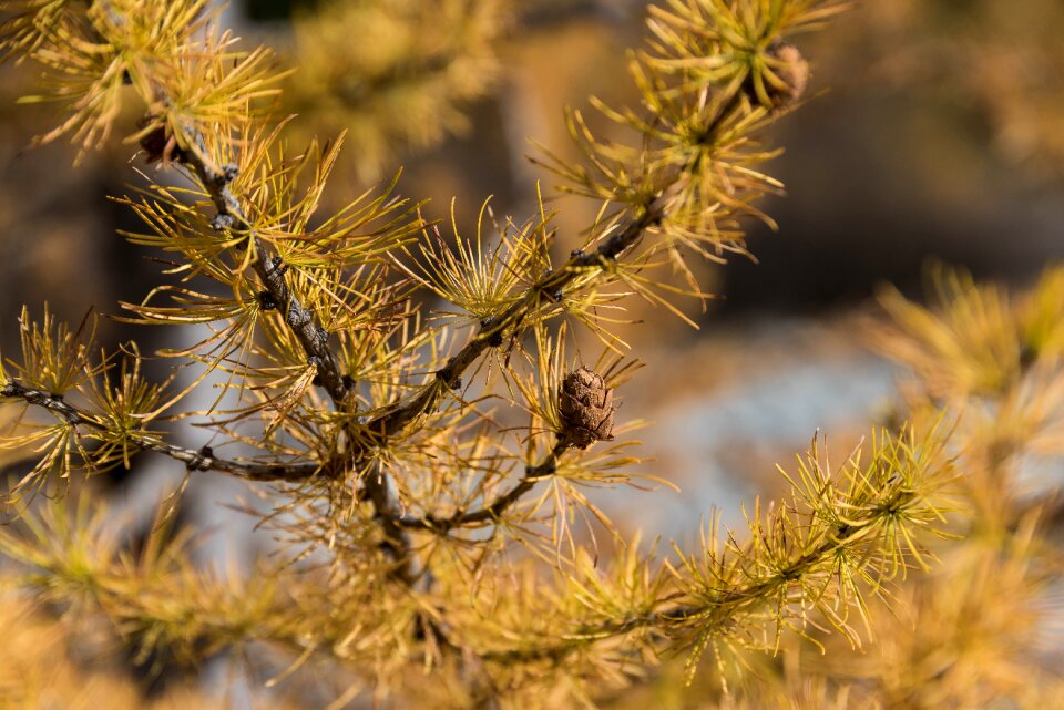 Fall color golden autumn engadin