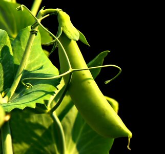 Pea plant nature