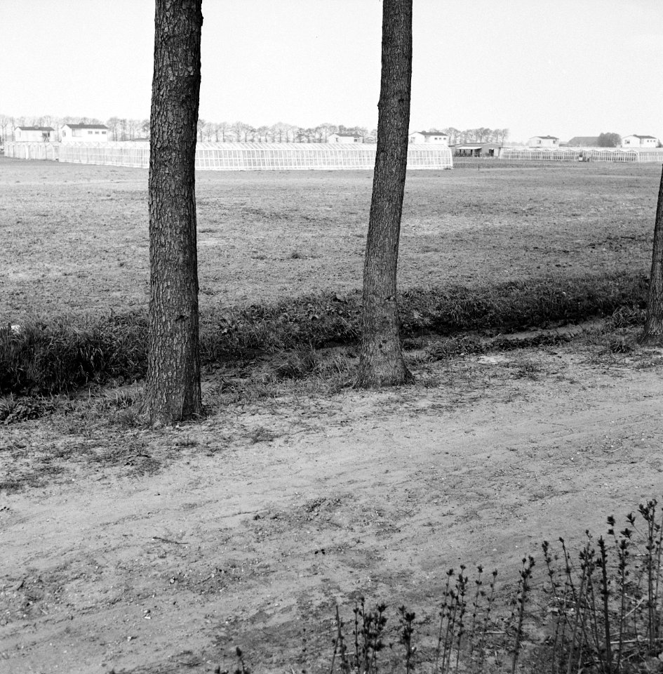 Karakteristieke landschappen, tuinbouwcentra, erica, Bestanddeelnr 164-0246