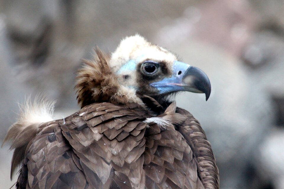 Aegypius monachus bird feathered race