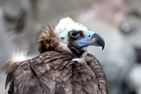 Aegypius monachus bird feathered race photo