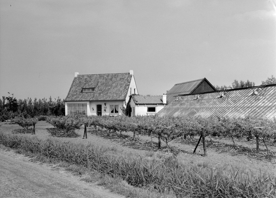 Karakteristieke landschappen, tuinbouw, drainage, Bestanddeelnr 164-0228