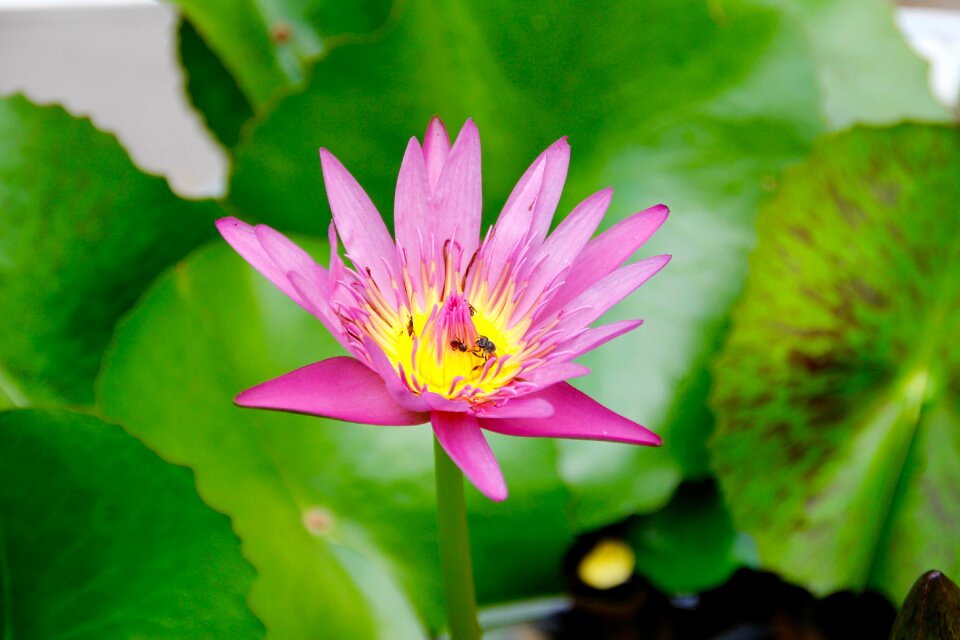 Aquatic plant water lily pink