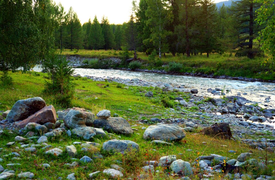 River water trees