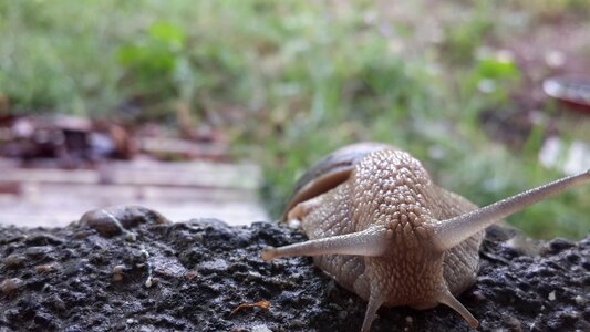 Animal slugs forest