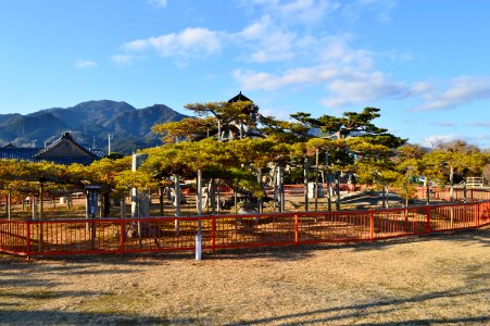 Karasaki-jinja, matsu-2
