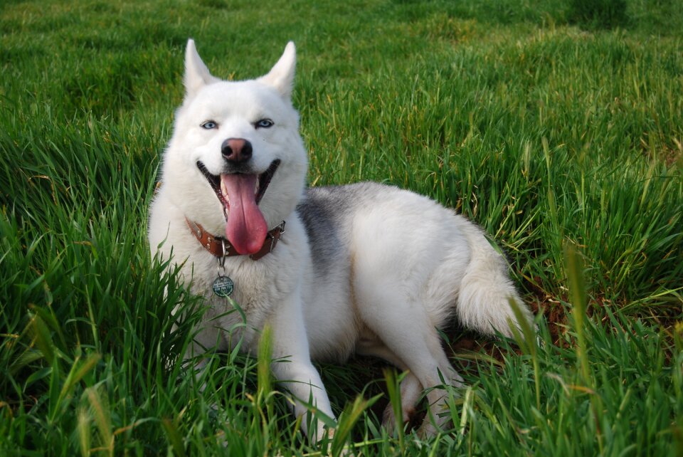 Dog pets siberian husky photo