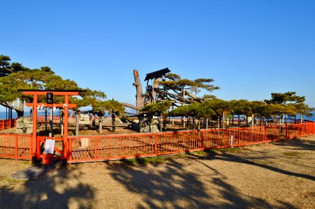 Karasaki-jinja, matsu-1
