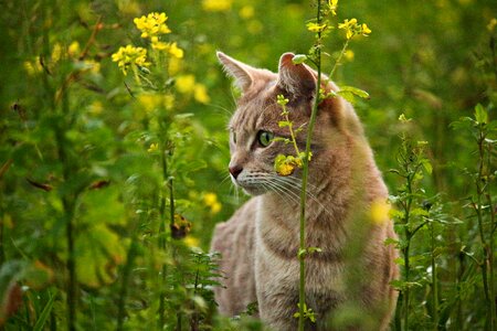 Breed cat cat's eyes mustard