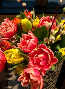 Tulip spring plant