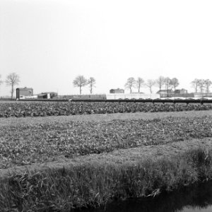Karakteristieke landschappen, tuinbouwcentra, erica, Bestanddeelnr 164-0248