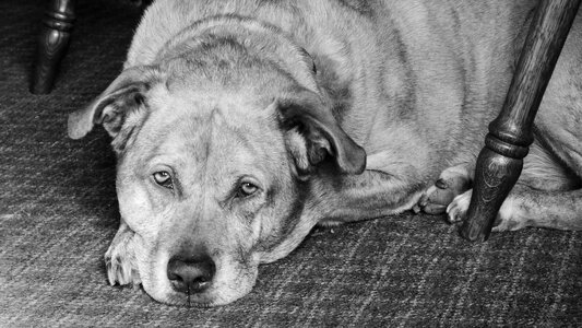 Mixed breed pet pit