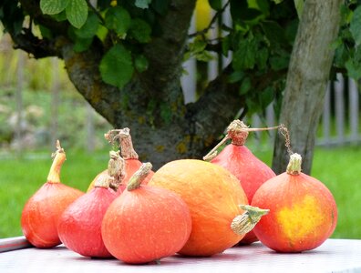 Orange garden harvest
