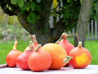 Orange garden harvest photo