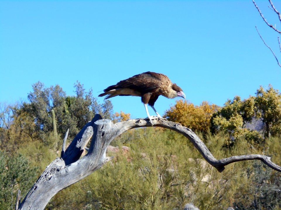 Karbik-Karakara Sonora Desert Museum