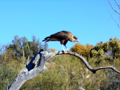 Karbik-Karakara Sonora Desert Museum