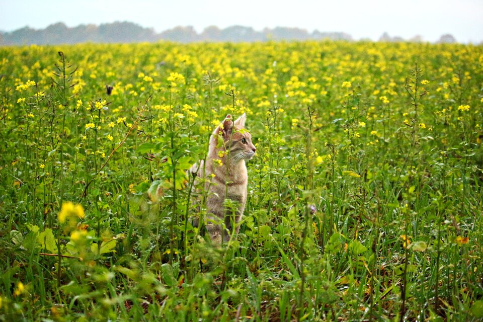 Flowers field mustard