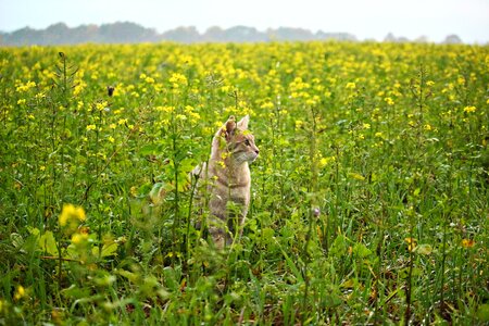 Flowers field mustard