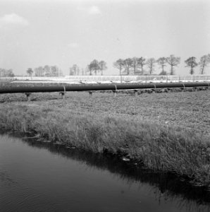 Karakteristieke landschappen, tuinbouwcentra, erica, Bestanddeelnr 164-0249