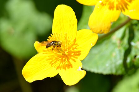 Pollen caltha palustris collect