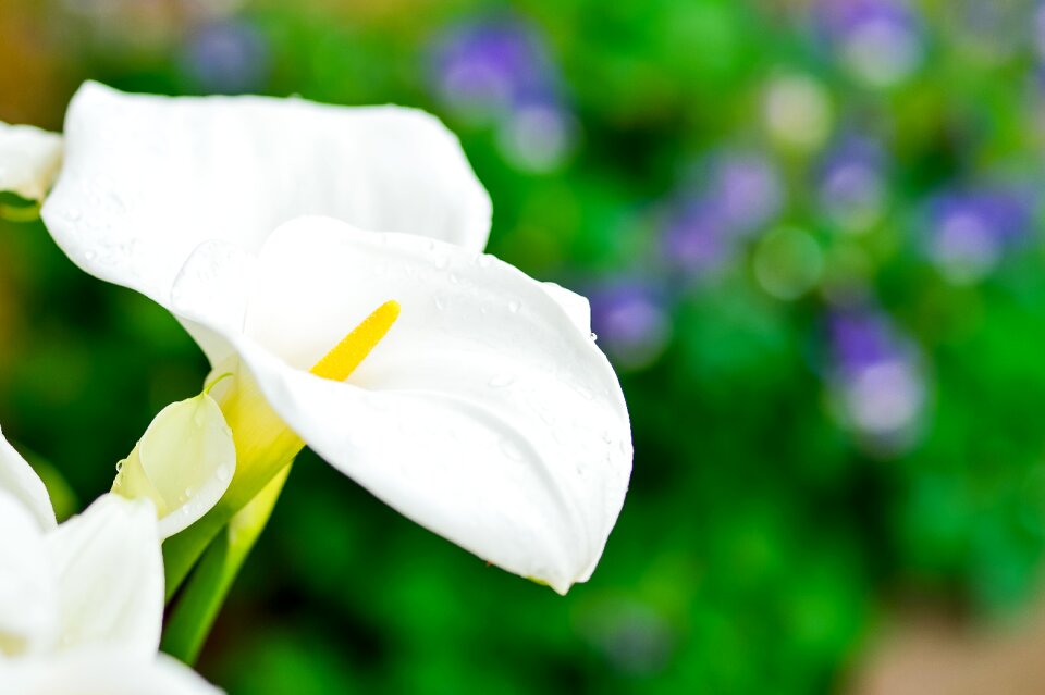 Natural white green