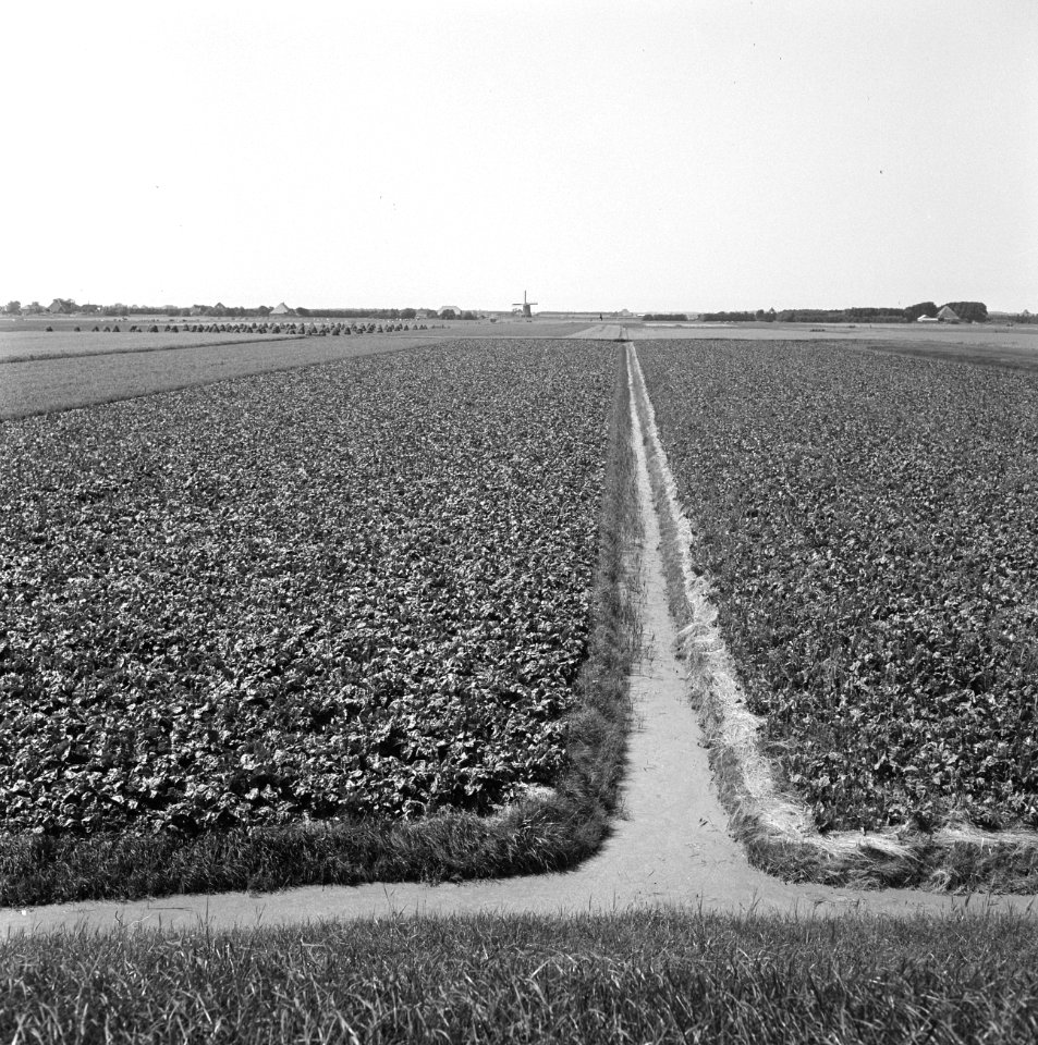 Karakteristieke landschappen, landbouw, Sint Maarten, Bestanddeelnr 164-0202