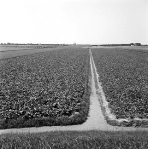 Karakteristieke landschappen, landbouw, Sint Maarten, Bestanddeelnr 164-0202