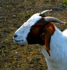 Goat buck horned fur photo