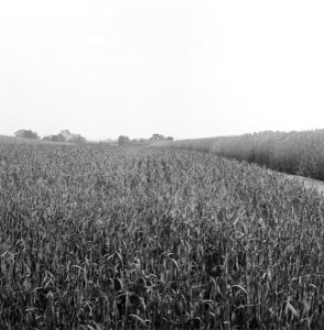 Karakteristieke landschappen, landbouw, Bestanddeelnr 164-0284