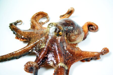 Horror kraken arthropod