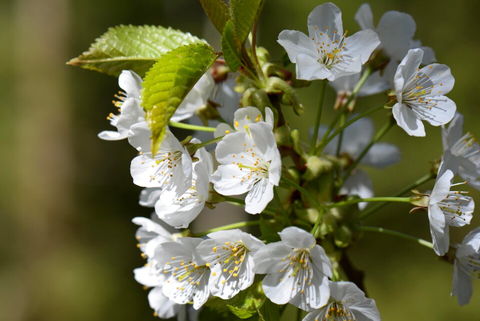 White blossom spring bloom